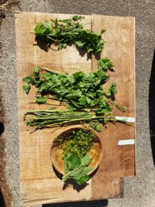 An aerial shot of several different foraged greens laying on a table, ready to be turned into pesto