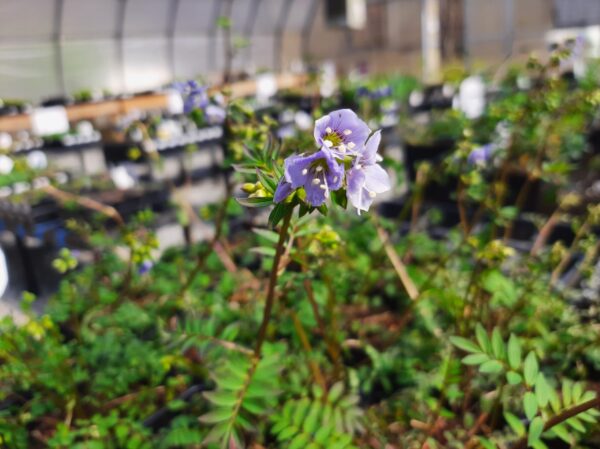 A blooming light purple flower in focus with vibrant green leaves of other plants in our greenhouse in the background