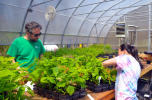 Two people work in a large greenhouse handling trays of green leafy plants