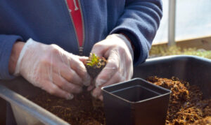 A person wearing gloves handles a small plant in front of a tiny pot.