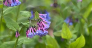 Virginia bluebells in bloom
