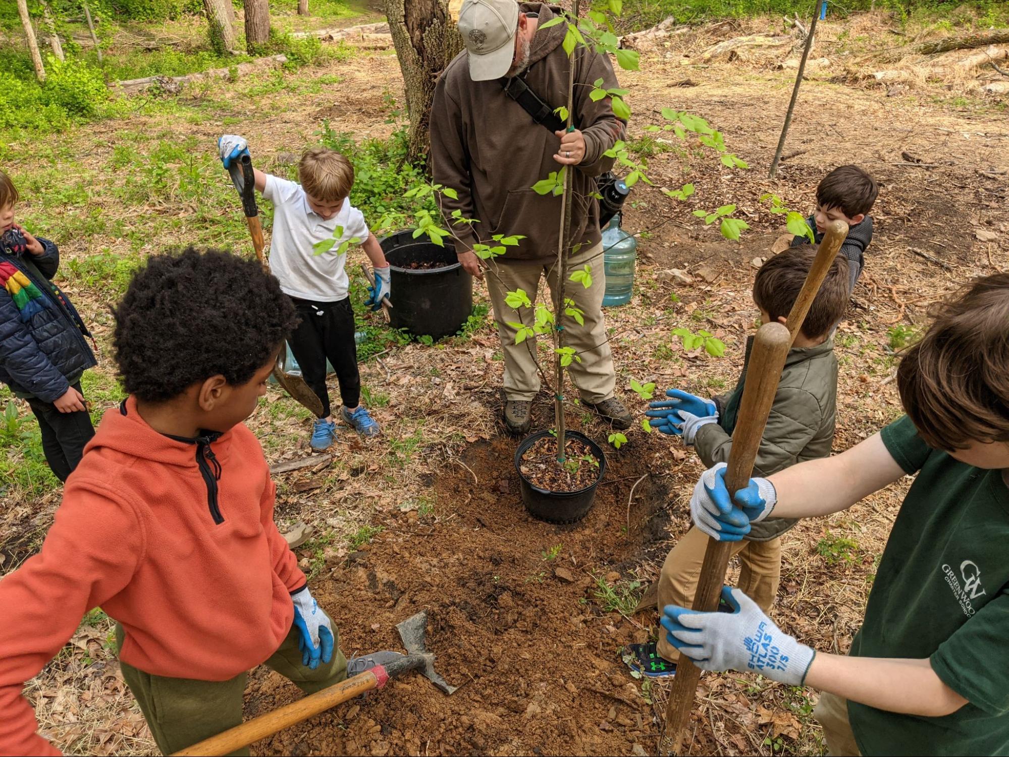 Children helping to plant a tree in the forest