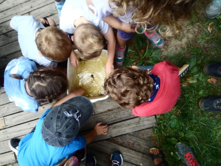 Children with their hands in a bucket of tadpoles