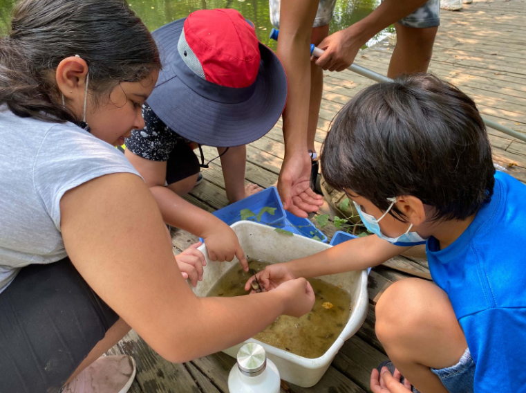 A few students looking at tadpoles in a bucket. One stuent holding some tadpoles